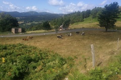 IMG_20200728_101552_resized_20200729_103549402